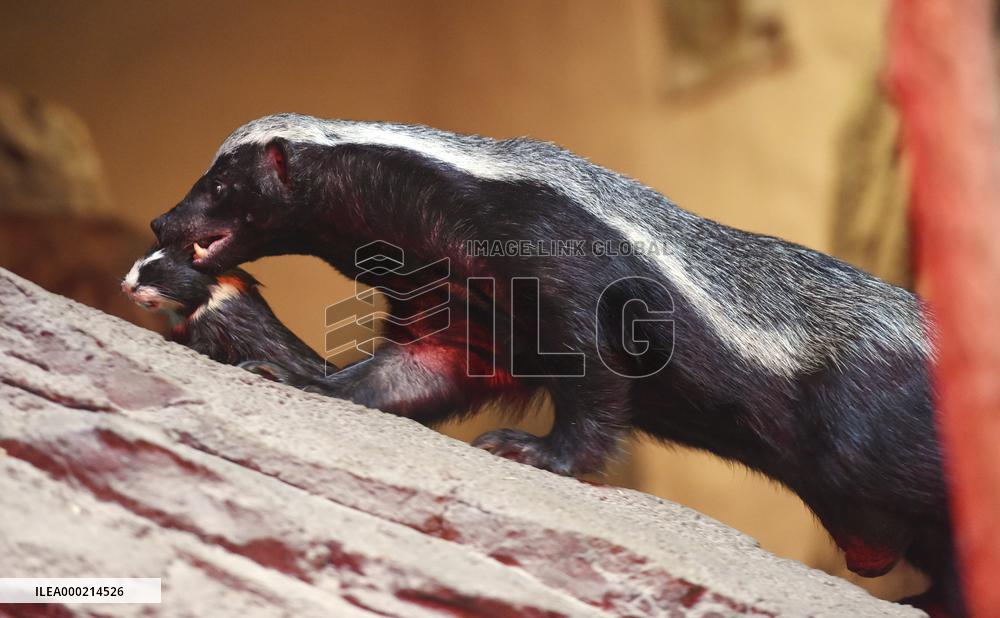 honey badger (Mellivora capensis)