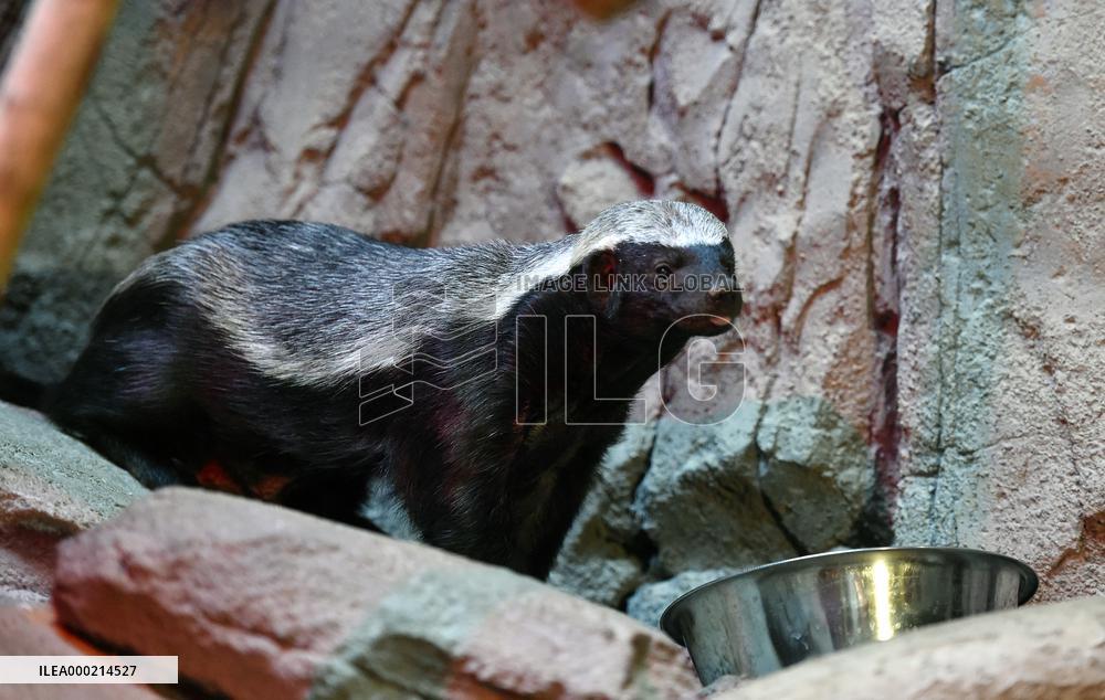 honey badger (Mellivora capensis)