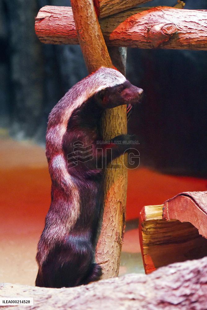 honey badger (Mellivora capensis)