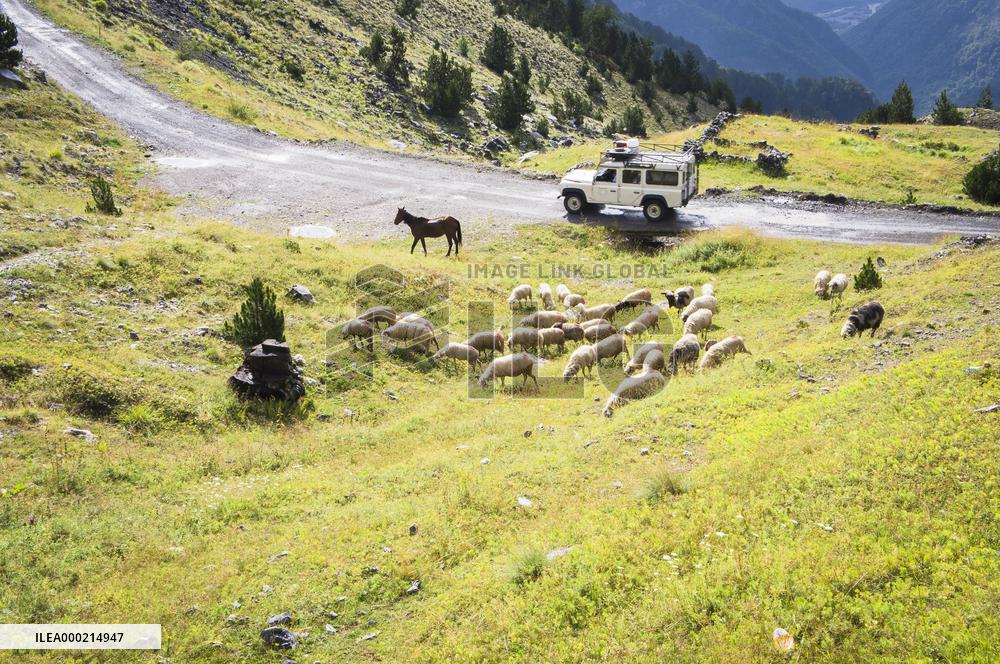 Thethi National Park, Prokletije Mountains, sheep herd, road, offroad car, horse