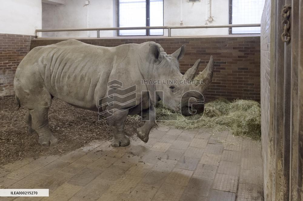 Southern white rhinoceros female Jabulina, Ceratotherium simum simum