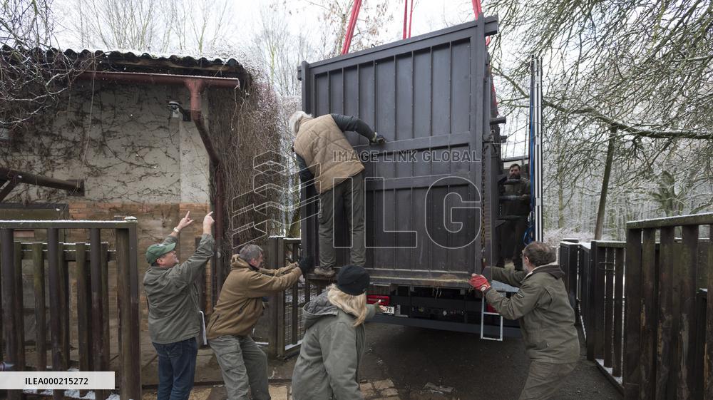 transport box, Southern white rhinoceros female Jabulina, Ceratotherium simum simum
