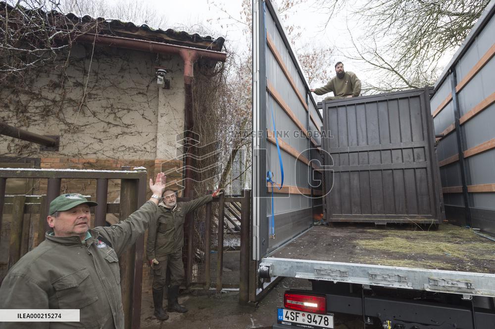 transport box, Southern white rhinoceros female Jabulina, Ceratotherium simum simum