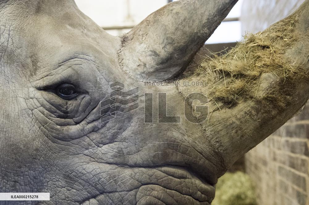 Southern white rhinoceros female Jabulina, Ceratotherium simum simum