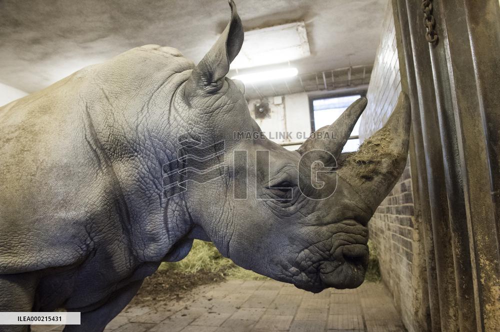 Southern white rhinoceros female Jabulina, Ceratotherium simum simum