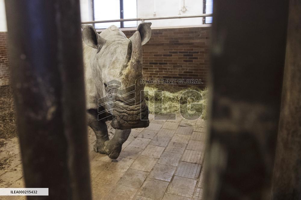 Southern white rhinoceros female Jabulina, Ceratotherium simum simum