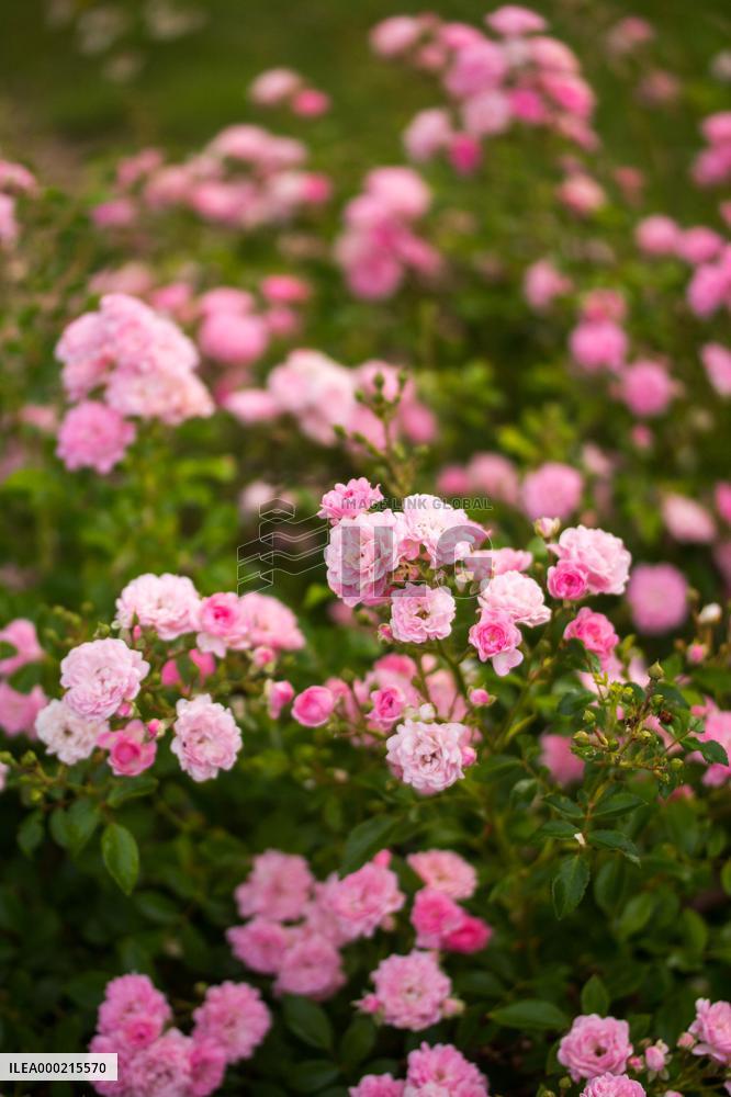Modern oses in the collections of the Dendrological Gardens in Pruhonice