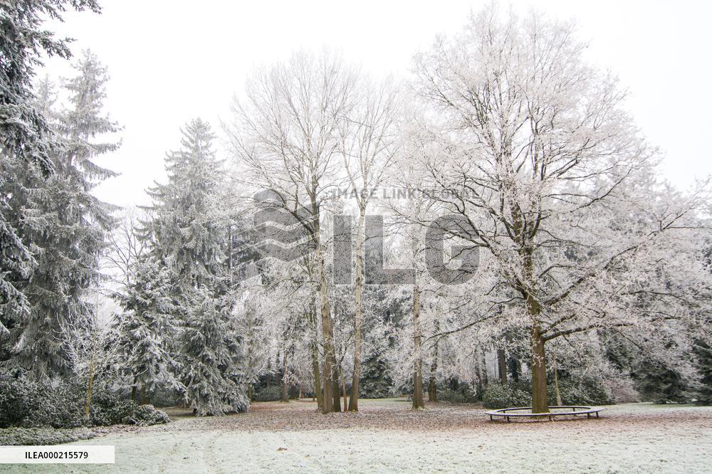 Plants covered with white frost during a chilly day
