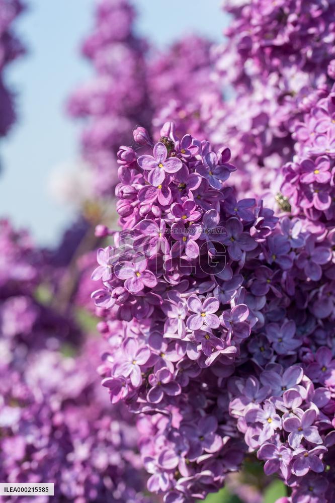 Flowering lilacs in the collection of the Dendrological Garden in Pruhonice