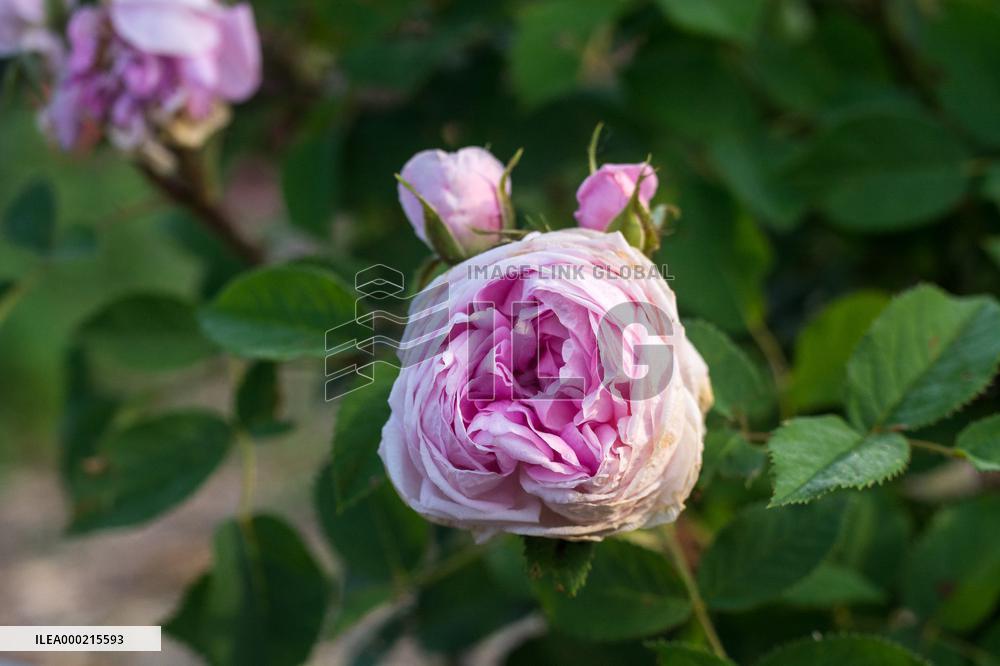 Heritagel roses in the collections of the Dendrological Gardens in Pruhonice
