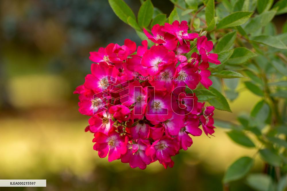 Modern oses in the collections of the Dendrological Gardens in Pruhonice