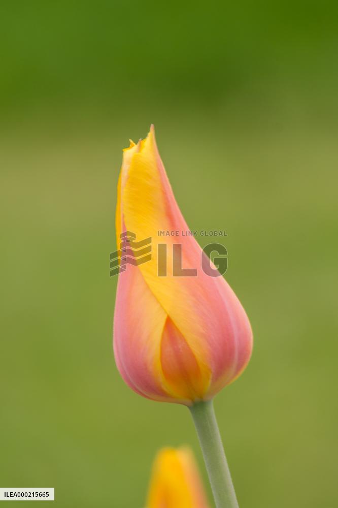 Tulip ｴHocus Pocus', flowering tulips in the Dendrological Garden