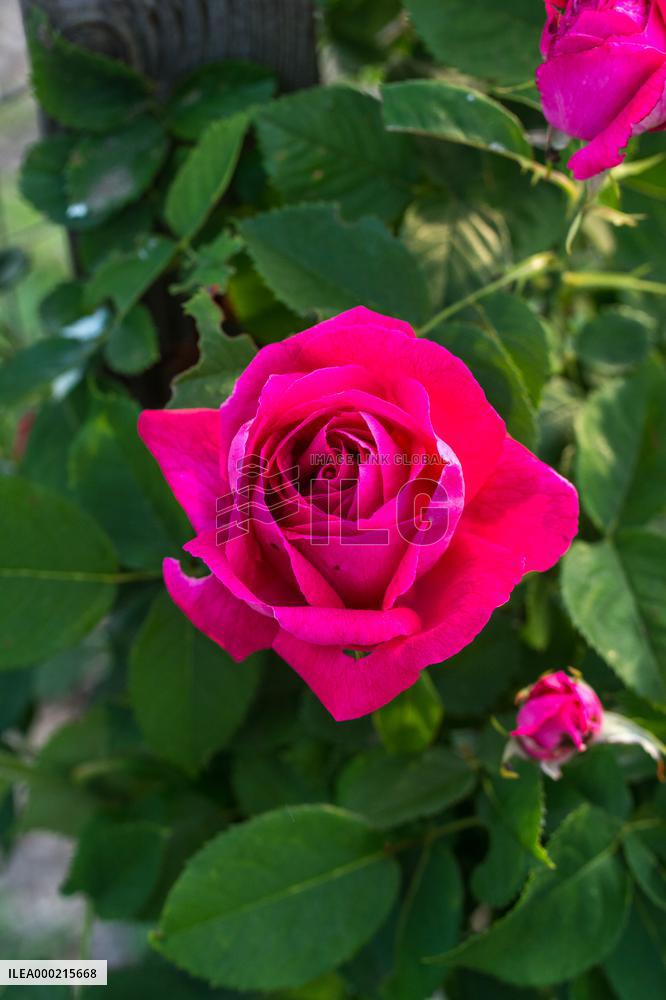 Heritagel roses in the collections of the Dendrological Gardens in Pruhonice