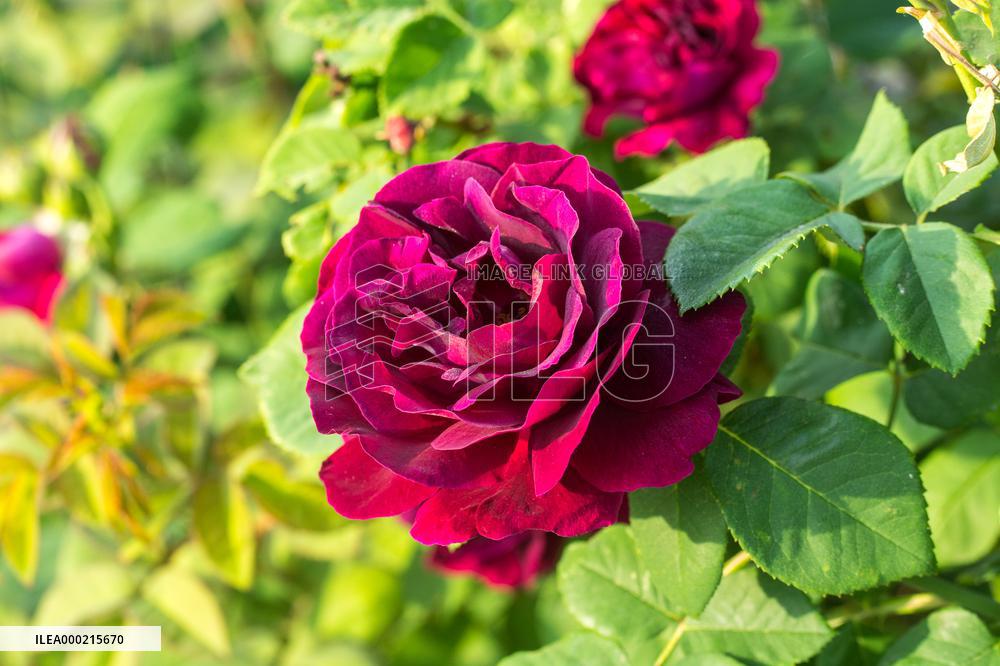 Heritagel roses in the collections of the Dendrological Gardens in Pruhonice