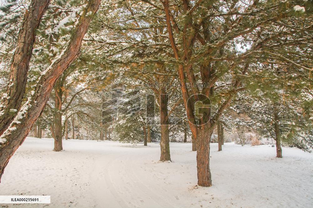 Winter morning with fresh snow in the wood of the Dendrological Garden in Pruhonice