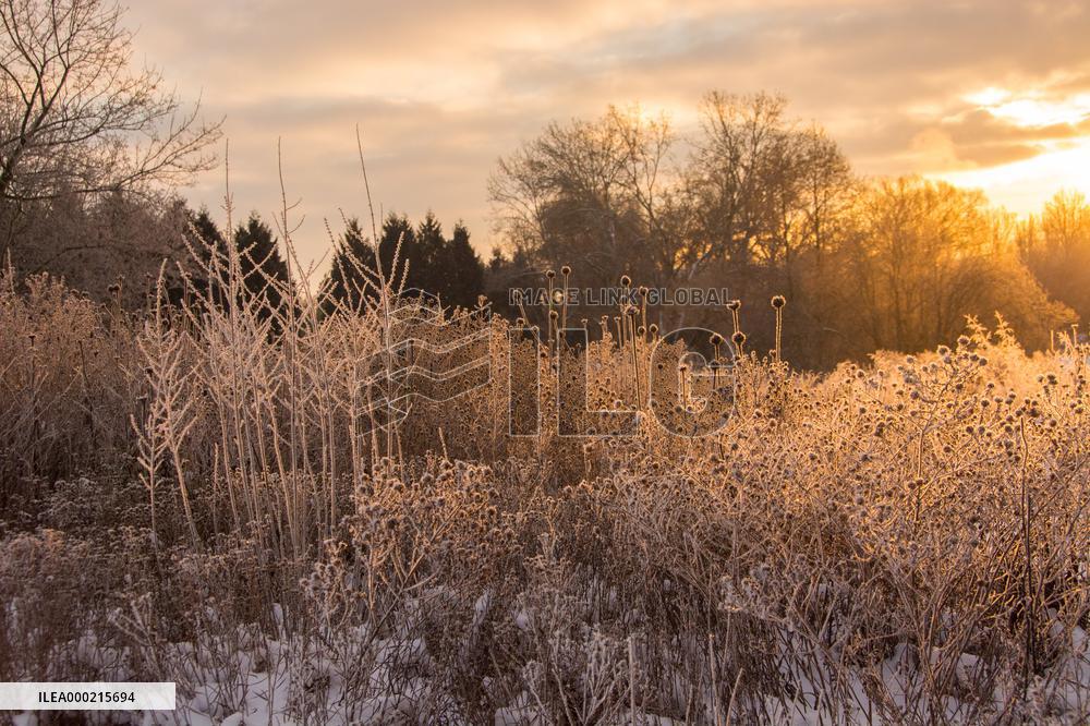 The golden dawn in the winter landscape with white frost