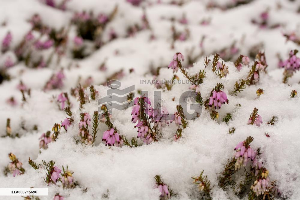 Winter Heath in the Dendrological Garden under fresh snow