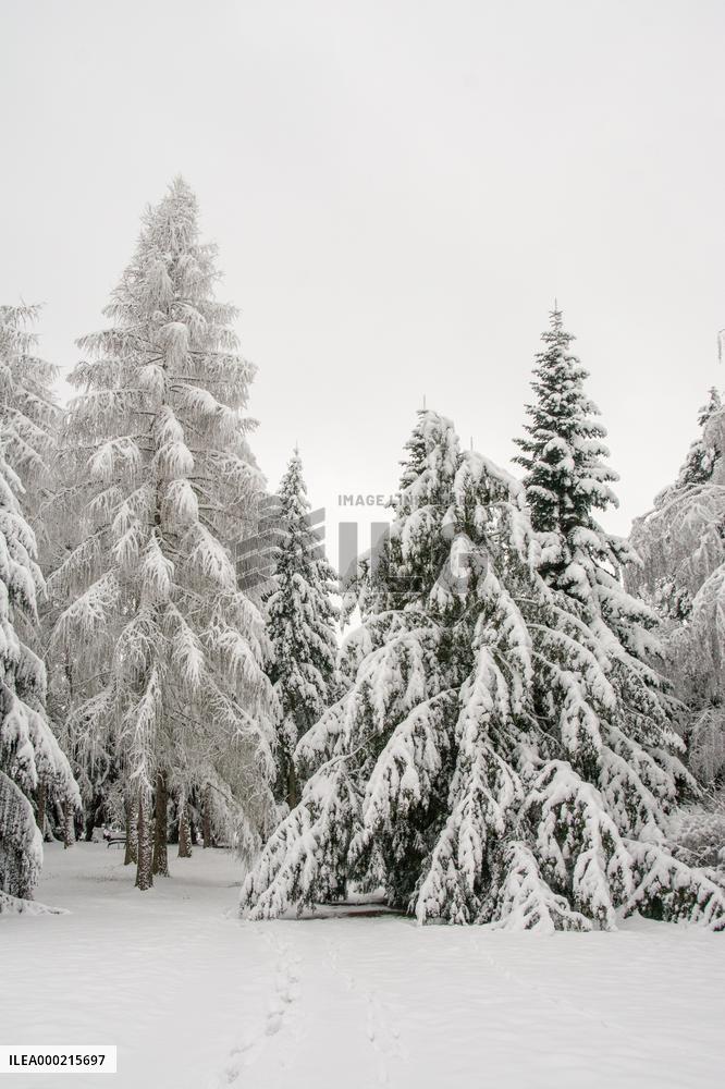 Trees in landscape under fresh snow