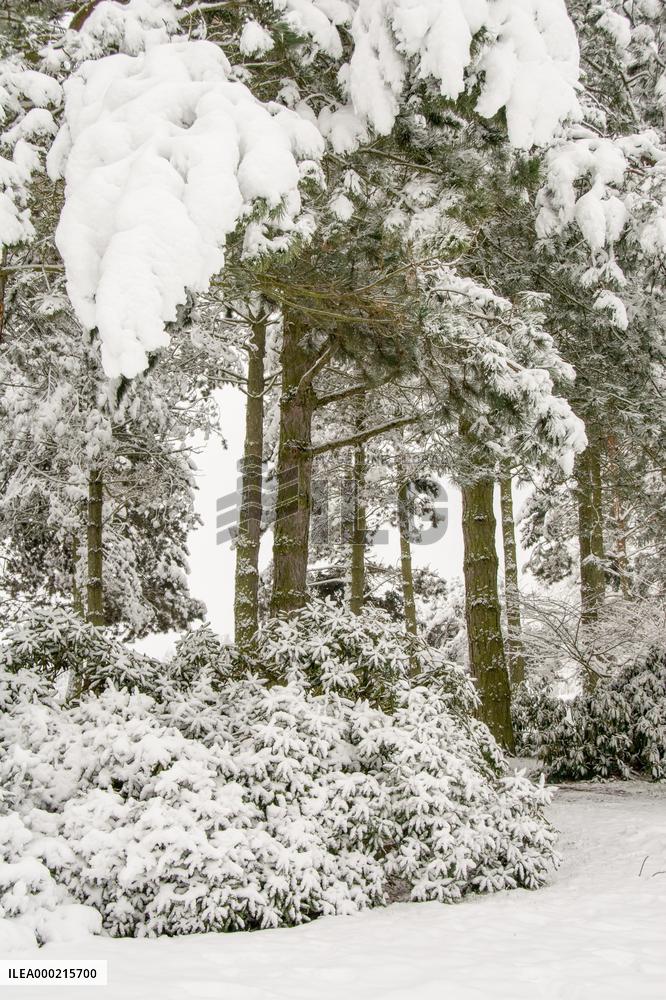 Tree in landscape under fresh snow