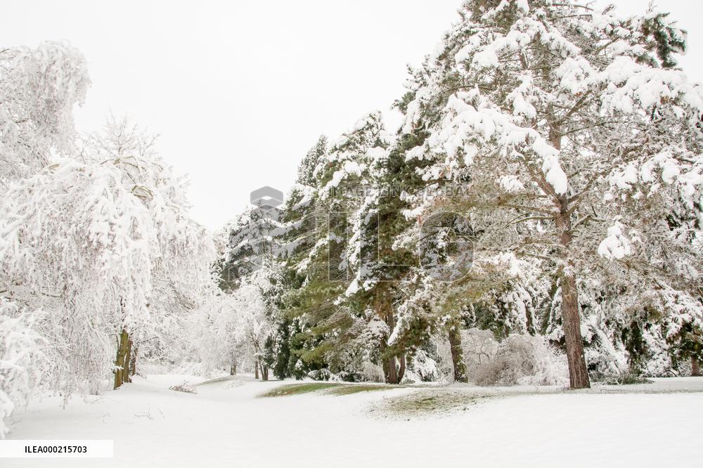 Tree in landscape under fresh snow