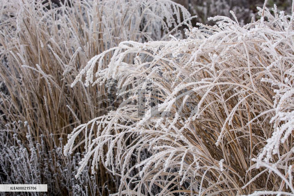 Plants covered with white frost during a chilly day