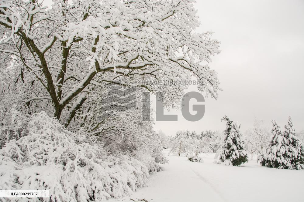 Tree in landscape under fresh snow