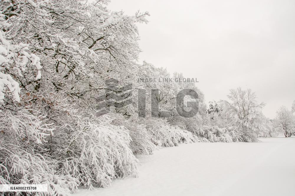 Tree in landscape under fresh snow