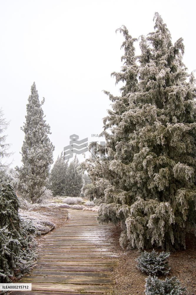 Plants covered with white frost during a chilly day