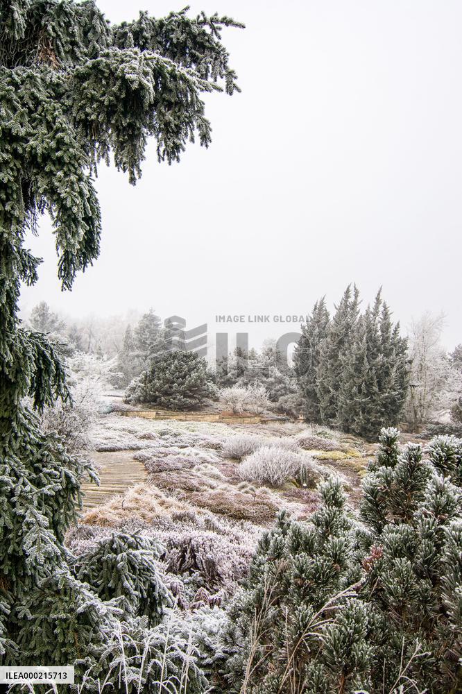 Plants covered with white frost during a chilly day