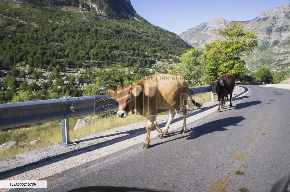 Livestock on the road, cow, cows