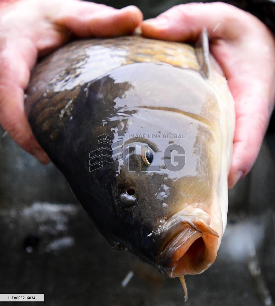 Christmas sale of carps