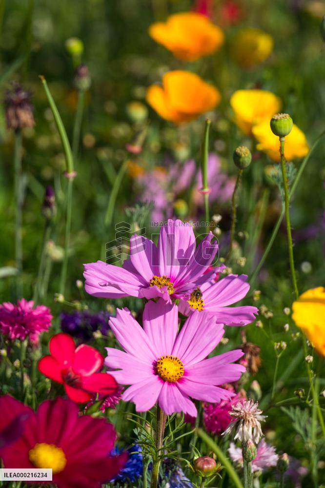 Flowering annuals in Dendrological Garden in Pruhonice