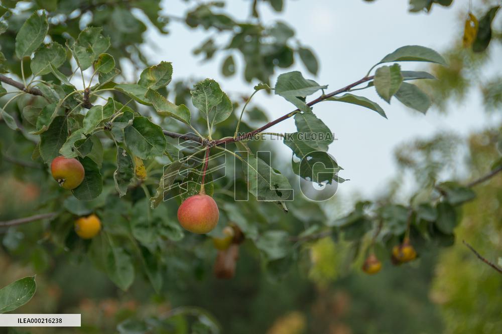 Hybrids of European Pear (Pyrus communis) and the Common Whitebeam (Sorbus aria)