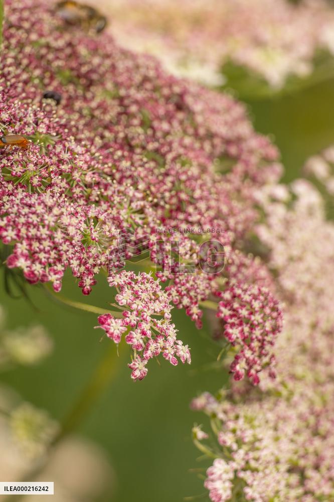 Flowering annuals in Dendrological Garden in Pruhonice