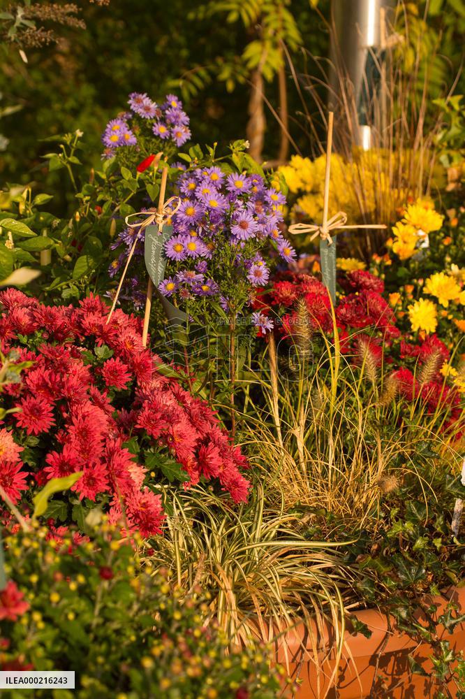 Exhibition of chrysanthemum varieties bred in Pruhonice in the last 20 years, September 218