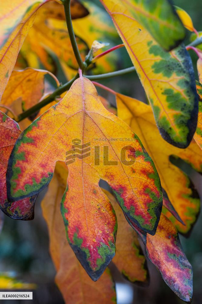Autumn coloring of ornamental shrubs in the Dendrological Garden in Pruhonice