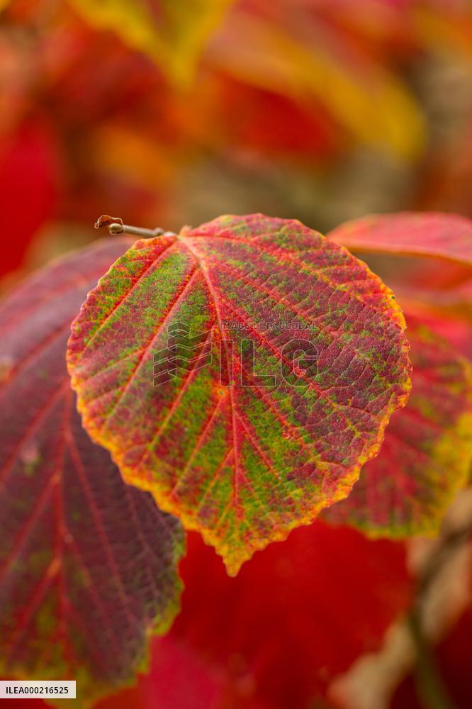 Autumn coloring of ornamental shrubs in the Dendrological Garden in Pruhonice