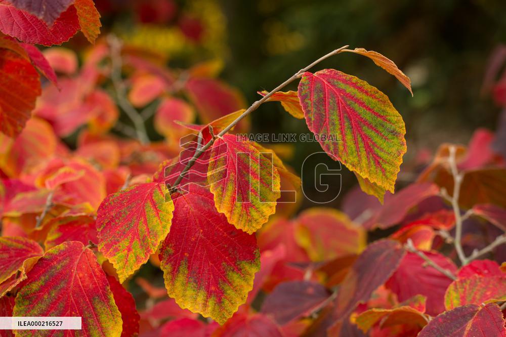 Autumn coloring of ornamental shrubs in the Dendrological Garden in Pruhonice