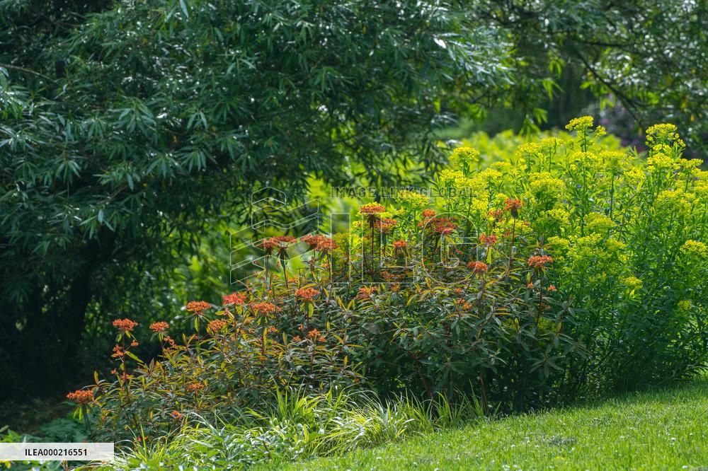 Euphorbia grifithii Dixter, Flower beds in the Dendrological Garden in Pruhonice