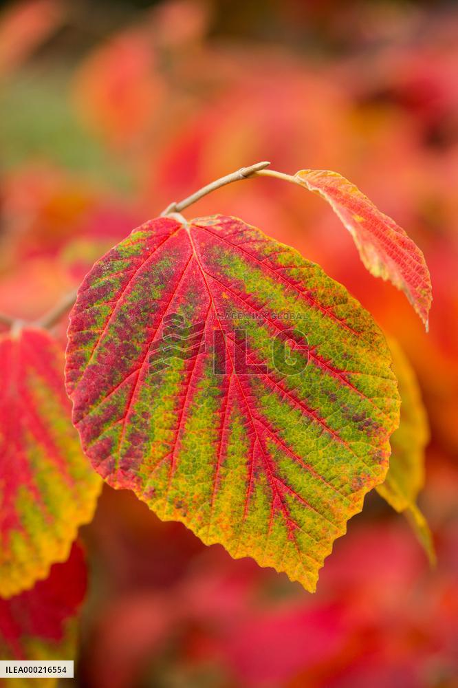 Autumn coloring of ornamental shrubs in the Dendrological Garden in Pruhonice
