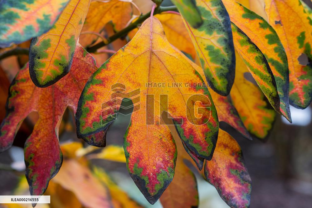 Autumn coloring of ornamental shrubs in the Dendrological Garden in Pruhonice