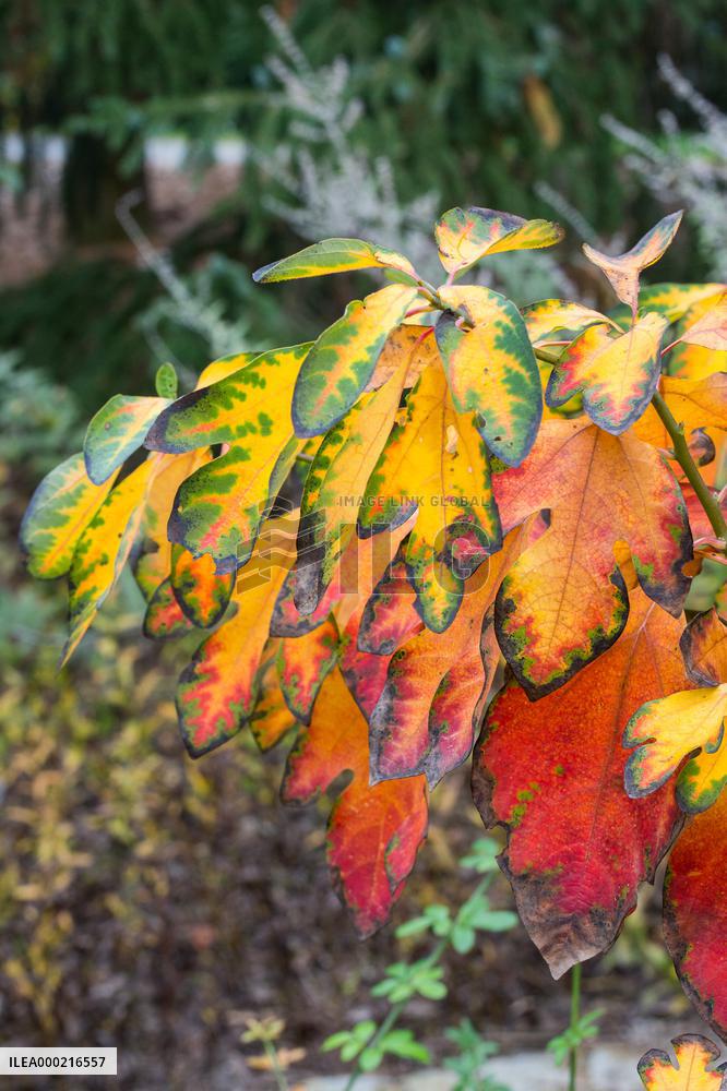 Autumn coloring of ornamental shrubs in the Dendrological Garden in Pruhonice