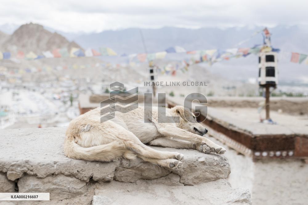 Stray dog, town, Leh, Himalayas, Ladakh, Kashmir, India