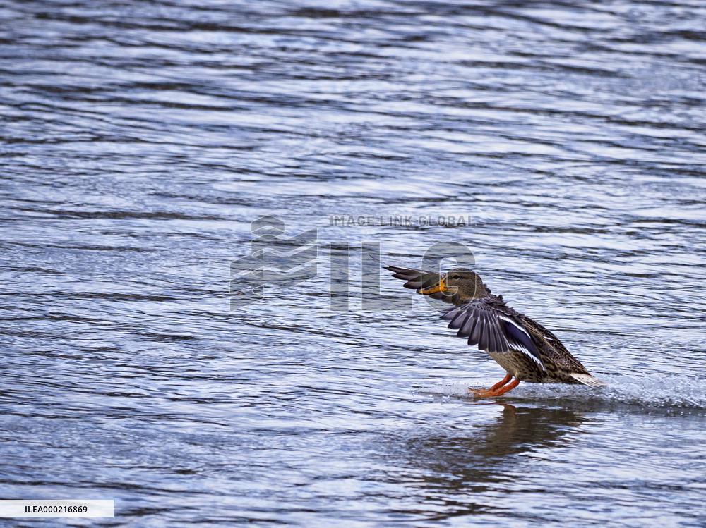 Drake, wings, water, landing