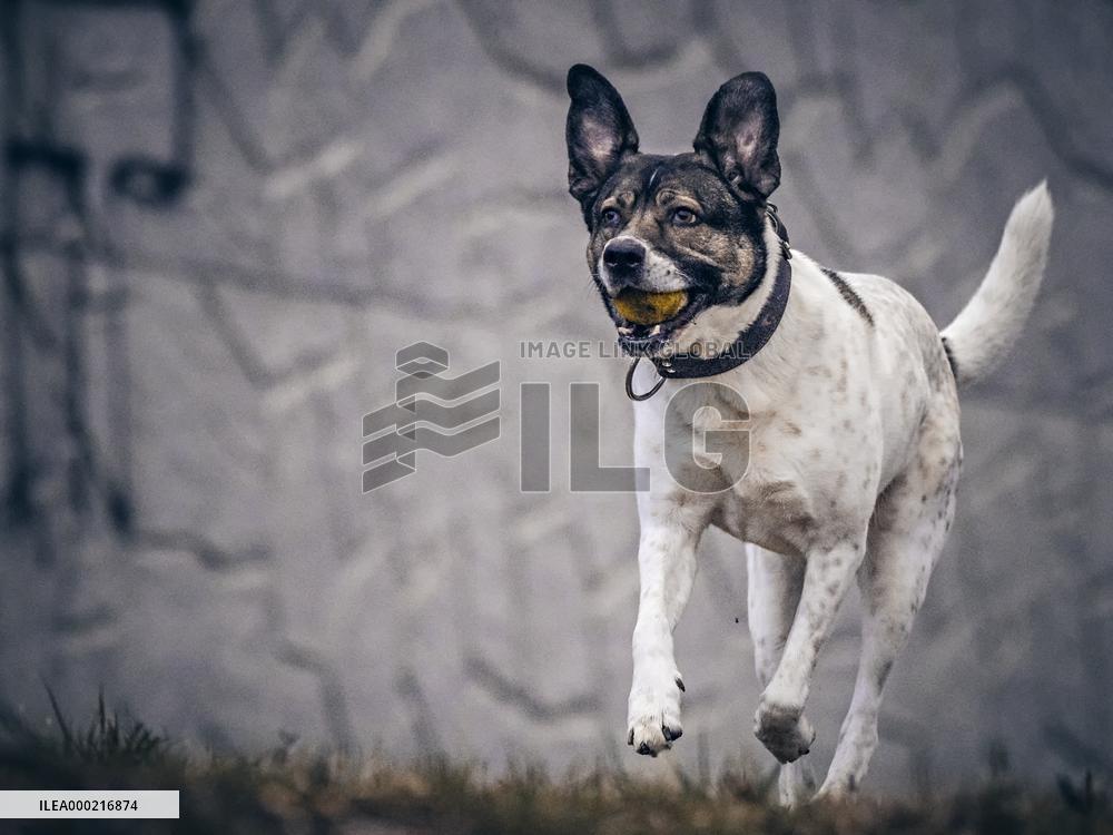 Running dog with a ball in his mouth