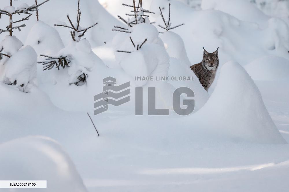 Eurasian lynx (Lynx lynx)