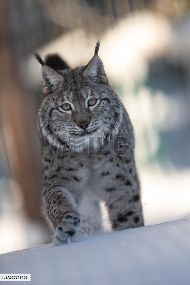 Eurasian lynx (Lynx lynx)