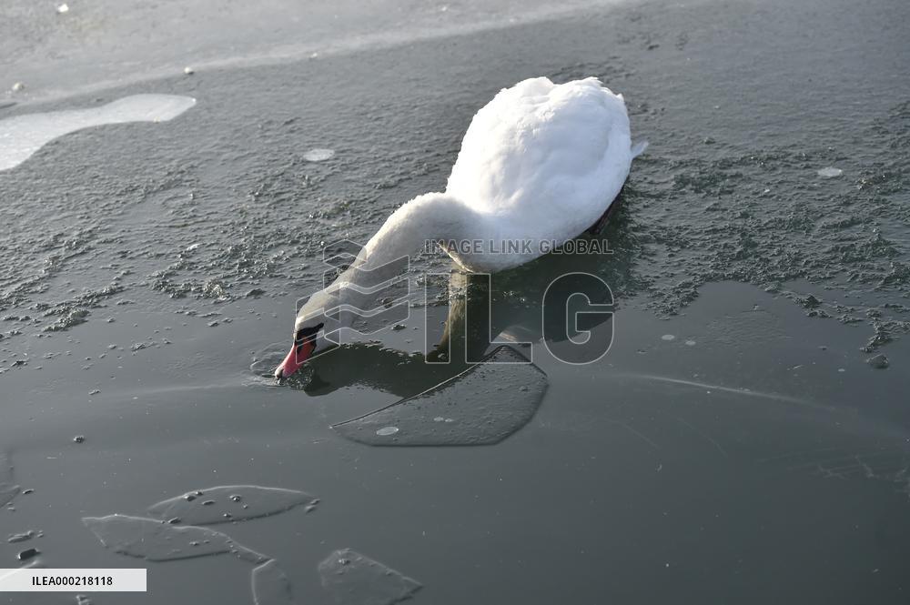 mute swan (Cygnus olor), frozen lake, ice