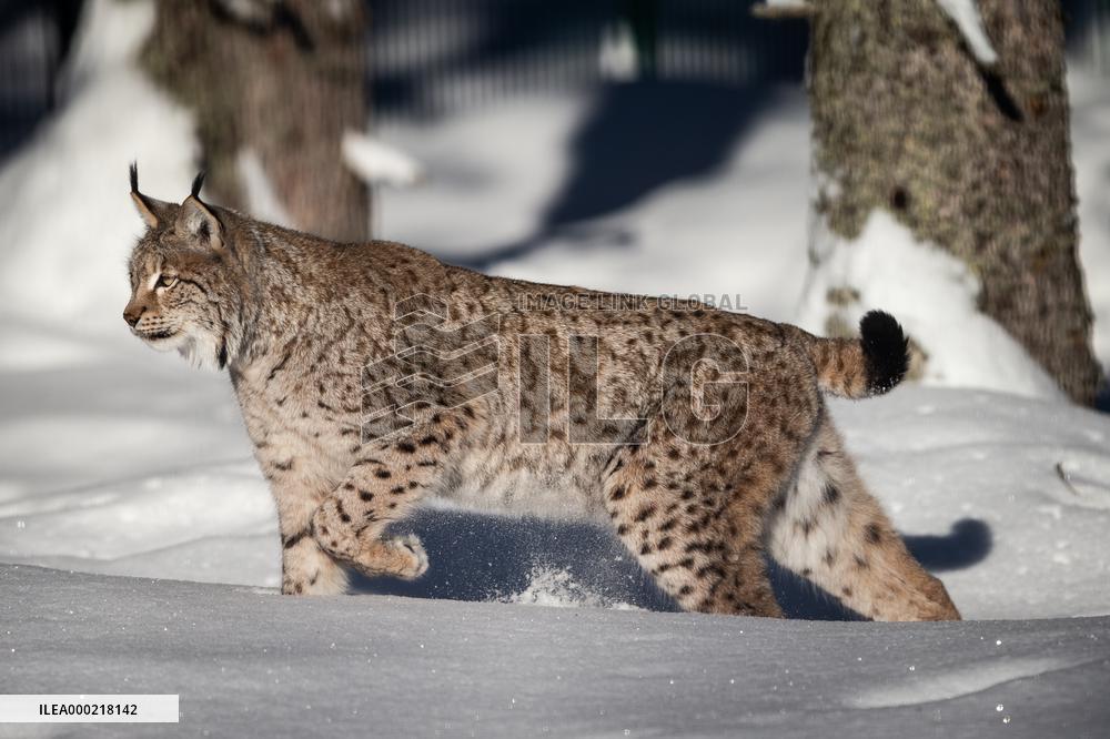 Eurasian lynx (Lynx lynx)