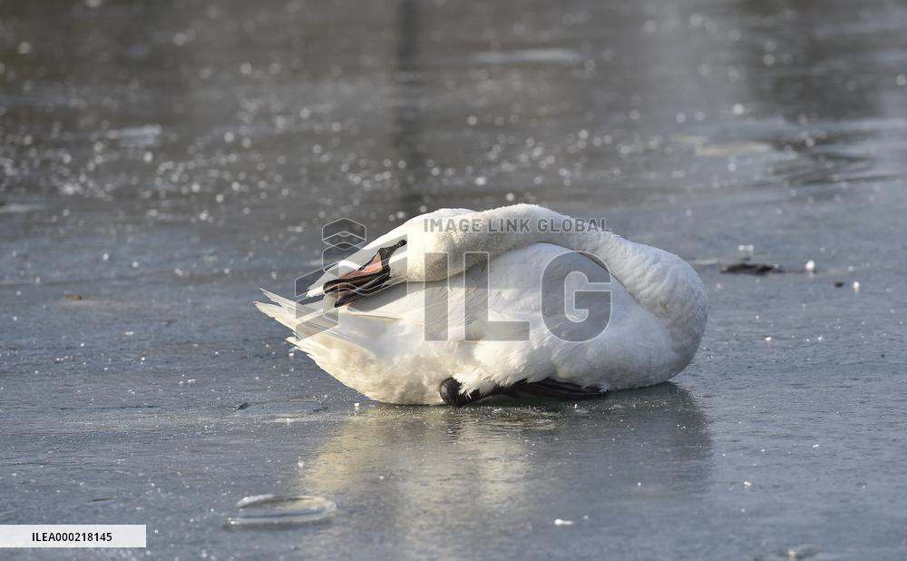 mute swan (Cygnus olor), frozen lake, ice